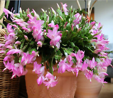 Schlumbergera truncata pink for sale  Tucson