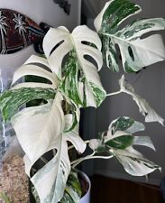 Variegated monstera rooted for sale  Ladson