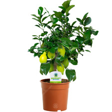 Citrus lemon plant for sale  UK