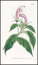 1808 CURTIS Botanical LOBELIA SURINAMENSIS Shrubby Pl 225(CB3/103) for sale  Shipping to South Africa