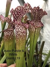 Sarracenia leucophylla purple for sale  RUGBY