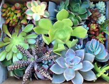 Assorted succulent cuttings for sale  Monterey Park