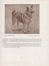 Norwegian elkhound old for sale  COLEFORD