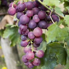 Red grape vine for sale  PETERBOROUGH