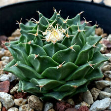 2.5-3cm Succulent cactus plant Obregonia denegrii Garden flworing Plants, used for sale  Shipping to South Africa