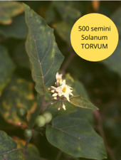 500 semi solanum usato  Mazzarrone