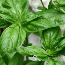 Herb seeds basil for sale  DUNGANNON