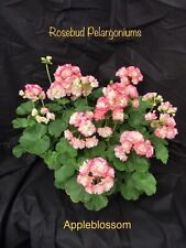 Pelargonium geranium zonal for sale  NORTHWICH