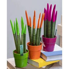 Sansevieria cylindrica velvet usato  Grottaferrata