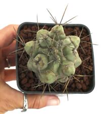 thelocactus for sale  Shipping to South Africa