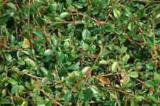Bodendecker kriechend cotoneas gebraucht kaufen  Twistringen
