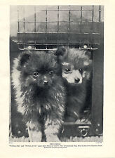 Pomeranian two named for sale  COLEFORD