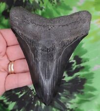 Megalodon Sharks Tooth 4 15/16" inch NO RESTORATIONS fossil sharks teeth tooth for sale  Shipping to South Africa
