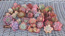 30x mixed succulents for sale  KING'S LYNN