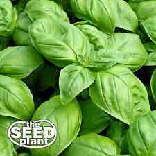 Large leaf italian for sale  Sulphur Springs