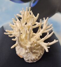 Real coral decoration for sale  Newbury