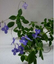 Saxorum streptocarpus blauer gebraucht kaufen  Worms