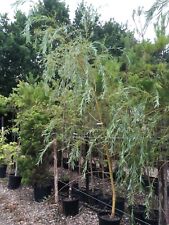 Weeping willow extra for sale  SPALDING