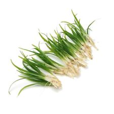 Sagittaria subulata grass for sale  HOUNSLOW