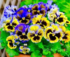 Pansy winter frizzle for sale  DEWSBURY