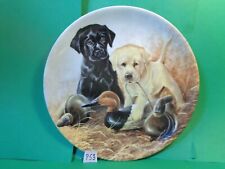 Field puppies labrador for sale  Lakeport
