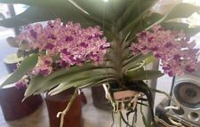 Rhynchostylis giant purple for sale  Shipping to Ireland