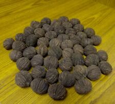 Black walnuts seeds for sale  Kidder