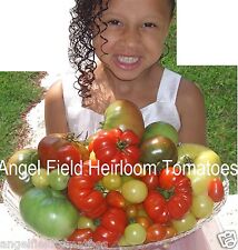 Earliana organic tomato for sale  Hampton
