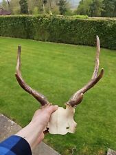 Fallow deer antlers for sale  TENBURY WELLS