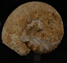 Ammonite fossile acanthodiscus d'occasion  Marcq-en-Barœul