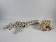 Koralle steinkorallen 2 gebraucht kaufen  Wettenberg
