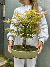 Japanese acer palmatum for sale  ERITH
