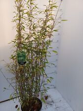 Potted bamboo plant for sale  MACCLESFIELD