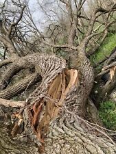 Huge cutdown oak for sale  Cornell