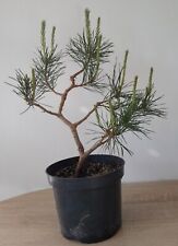 Japanese black pine for sale  LLANDYSUL
