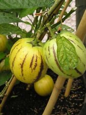 5 graines POIRE-MELON PEPINO DULCE(Solanum Muricatum)G57 MELON PEAR SEED SEMILLA comprar usado  Enviando para Brazil