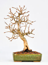 Bonsai koreanische hainbuche gebraucht kaufen  Berlin