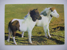 Shetland ponies near for sale  FALKIRK