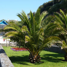 outdoor palm trees for sale  PETERBOROUGH