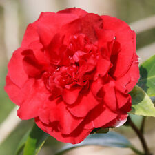 Camellia williamsii ruby for sale  UK