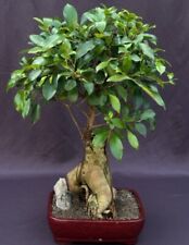 Ginseng ficus bonsai for sale  Patchogue