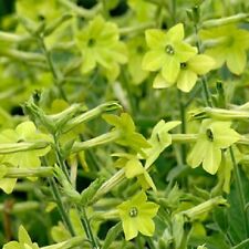 Tobacco plant lime for sale  TRURO