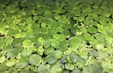 Amazon frogbit limnobium for sale  WARRINGTON