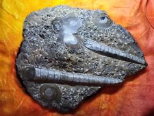Fossilized Orthoceras & Pyritized Ammonites - Possible Holzmaden Shale 2kg 820g, used for sale  Shipping to South Africa