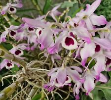 Dendrobium nobile red gebraucht kaufen  Haan