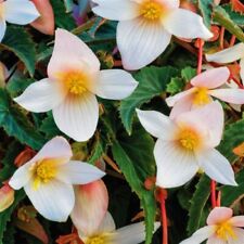 Lrg begonia funky for sale  STOCKPORT