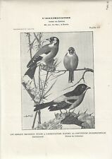 Stampa antica uccelli usato  Lecco