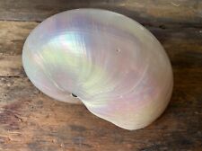 large nautilus shell for sale  Spokane