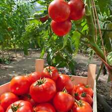 Tomates Marglobe - Sementes - Orgânicos - Não OGM - Sementes de herança - Sementes vegetais comprar usado  Enviando para Brazil