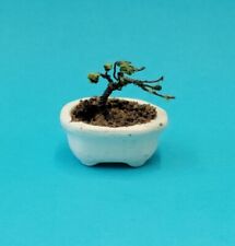 Miniature bonsai tree for sale  Stanhope